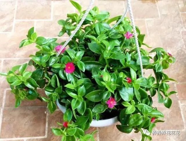 1种吊兰真好养 插根枝就活 既能赏花 还能摘来做菜吃 腾讯新闻
