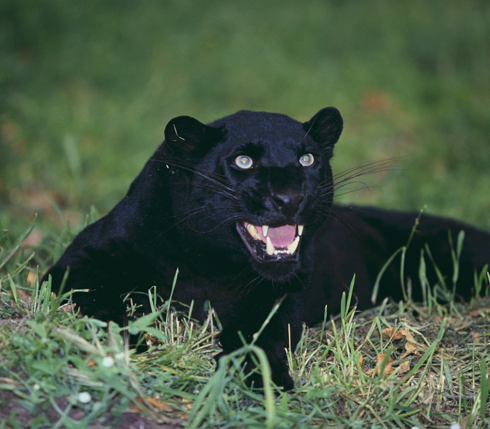 黑豹|黑豹演员之死的思考 走向世界之巅