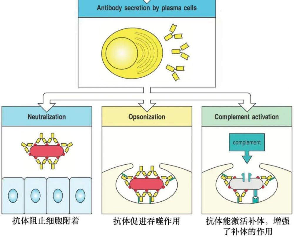 抗体三种作用机制