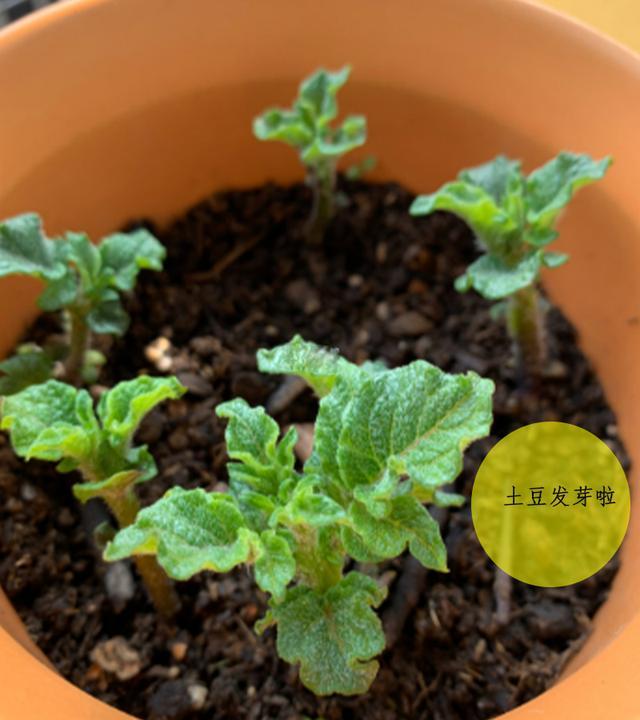 为何现在这么多人种土豆,难道以后买不到土豆了吗?