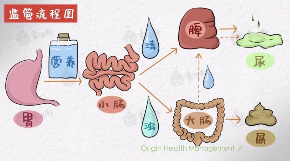 過程中剩下的渣渣大腸開始生產便便繼續上交給脾消化完其中營養物質後