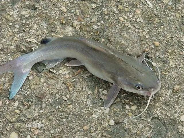 新营戒食羊官鱼