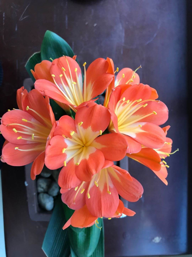 4种转运花,家里养一盆,一年到头招好运