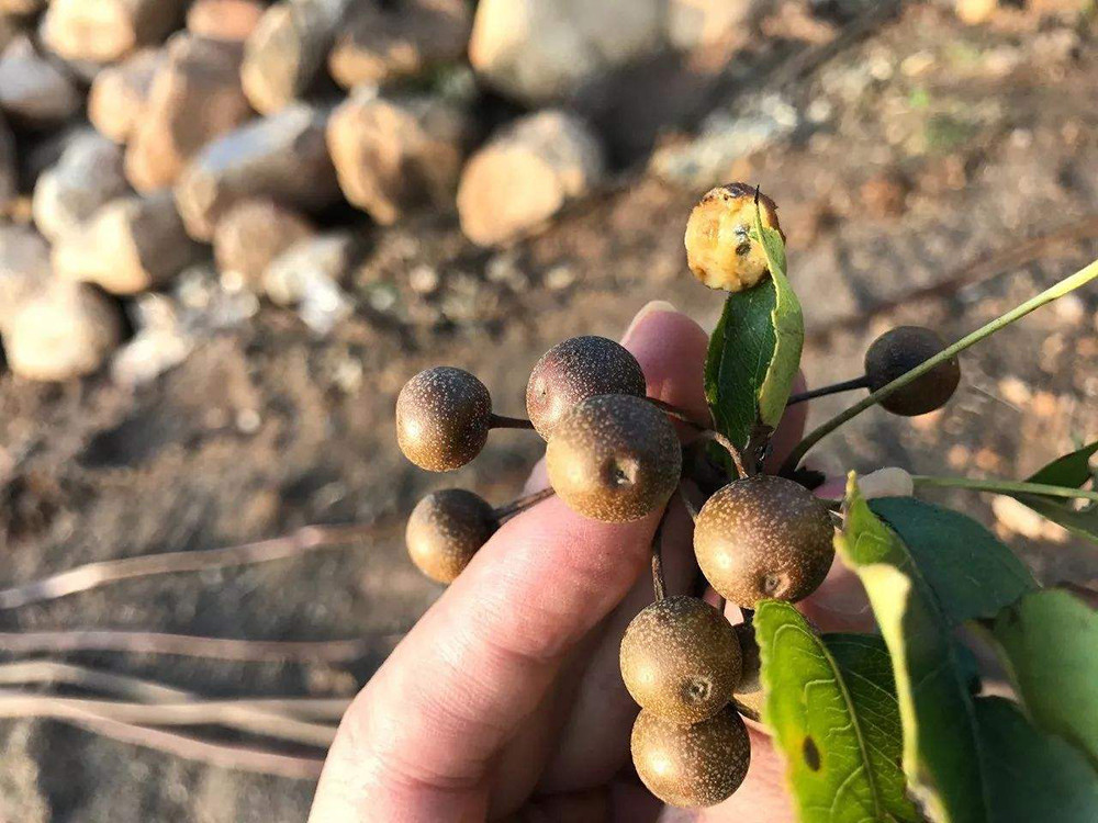 人称"狗屎梨",曾是农村娃的零食,如今10元一斤常用来泡酒