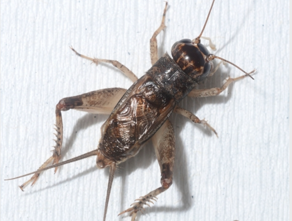 蟋蟀鉴赏型色兼备8上砂黄