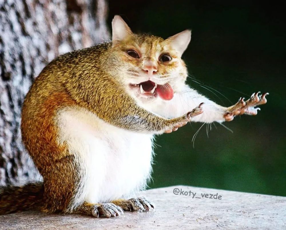 ▼松鼠猫表情包制造者,而且一不小心就种出一片森林.