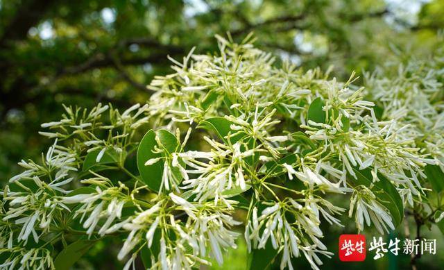 连云港雌雄同体的千年糯米花王进入盛花期