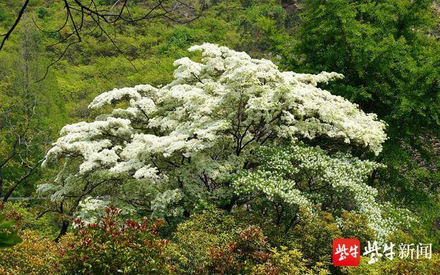 连云港雌雄同体的千年糯米花王进入盛花期