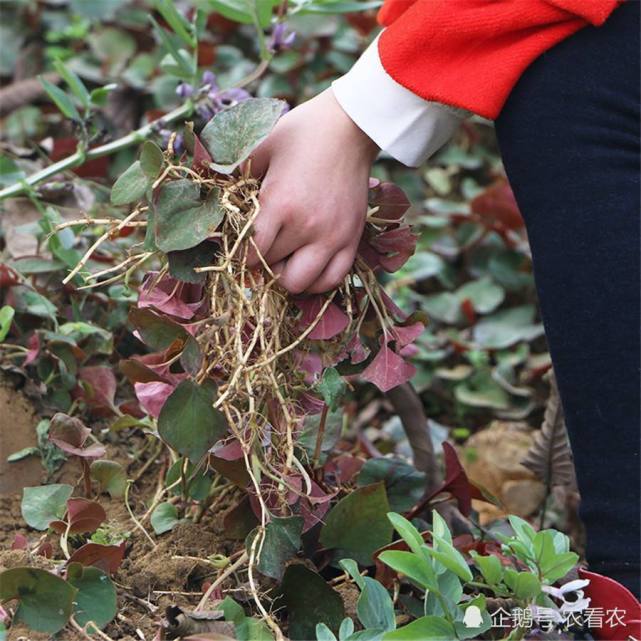 人称"肺形草",浑身都是宝,春天采嫩叶,冬天吃根茎
