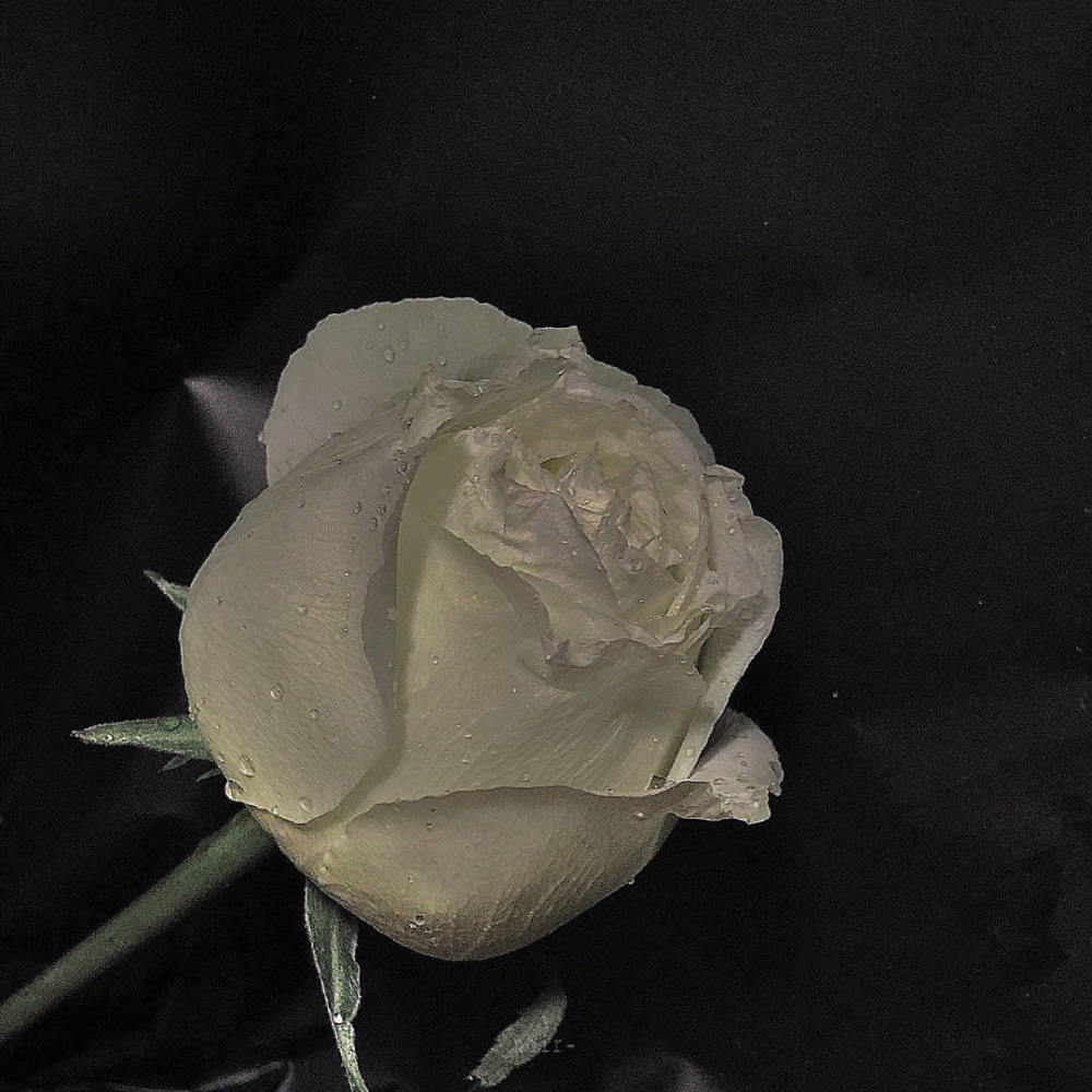 现代诗中最美的句子 快拿本本来记 腾讯新闻