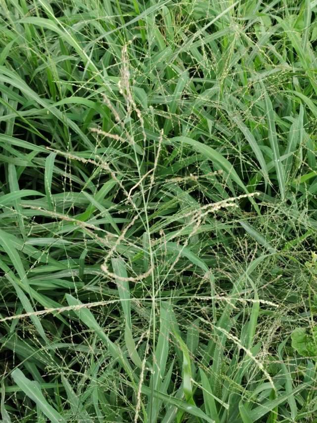 路边常见的野草马唐,是家畜最爱的小零食,种花盆里也有趣!