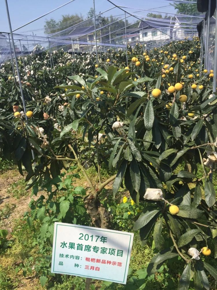 合川古楼镇枇杷熟了现场采摘或线上快递随你挑