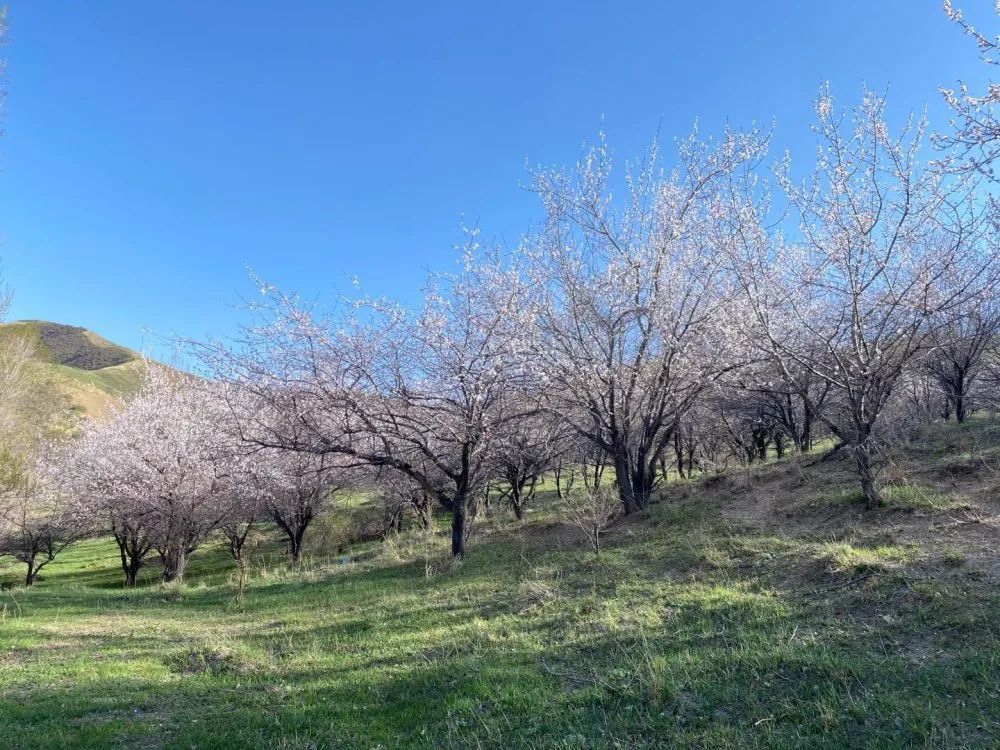 深谷锁不住花香随风来 腾讯新闻