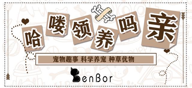 狗狗腹泻 驱虫却无济于事 注意 这种寄生虫常规驱虫药是无效的 腾讯新闻