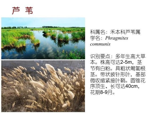 80种常见水生植物识别合集 植物