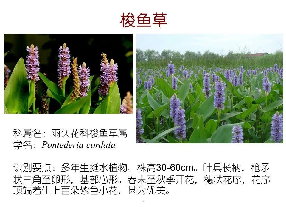 80种常见水生植物值得收藏