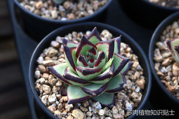 黄昏照东云乌木大军来袭啦