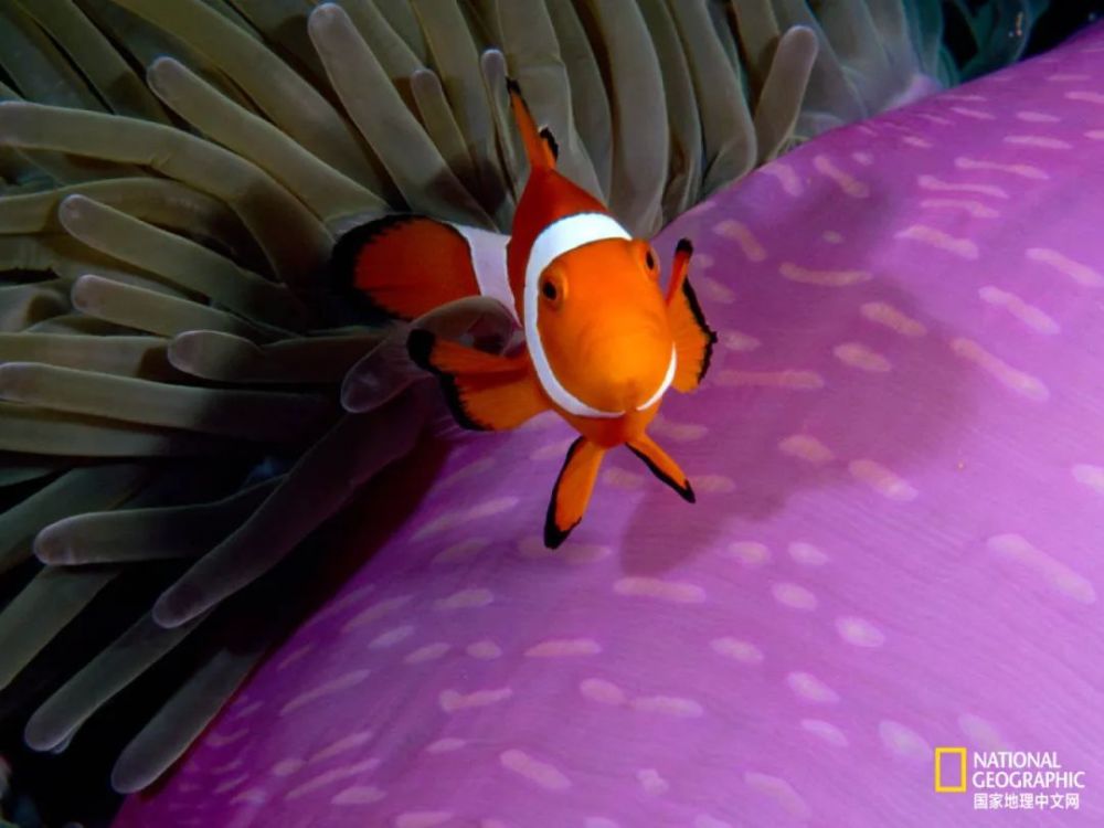 印度尼西亚苏拉威西岛附近,一只小丑鱼在它紫色的宿主上方盘旋.