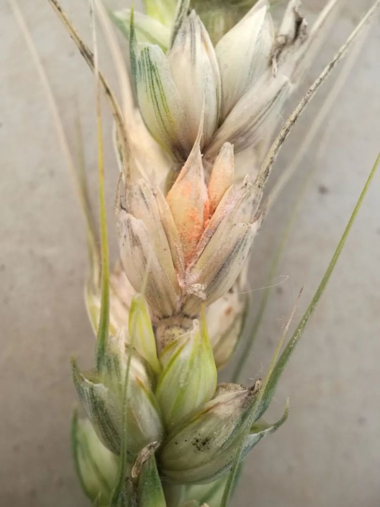 小麦赤霉病为啥越来越严重专家揭开真相