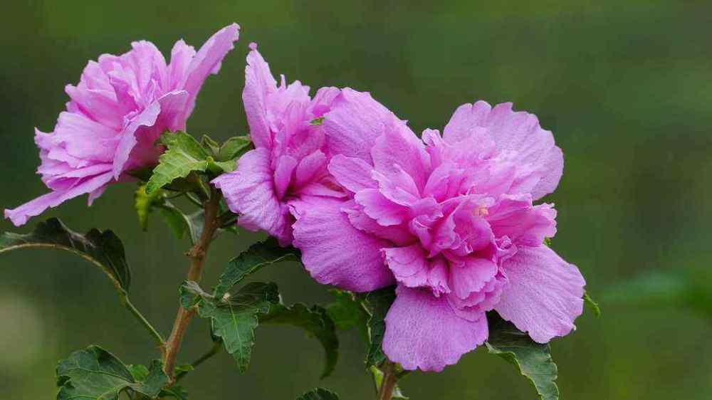 日本国花是菊花 韩国国花是木槿花 那中国的国花是什么 腾讯新闻