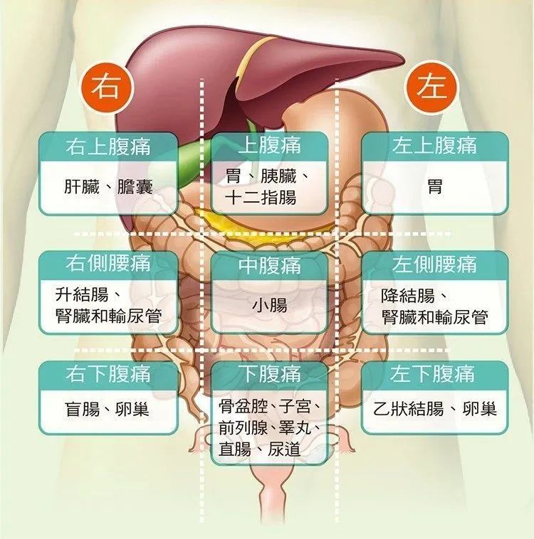 肚子痛不一定是肠胃问题腹部这些位置发生疼痛一定要高度警惕