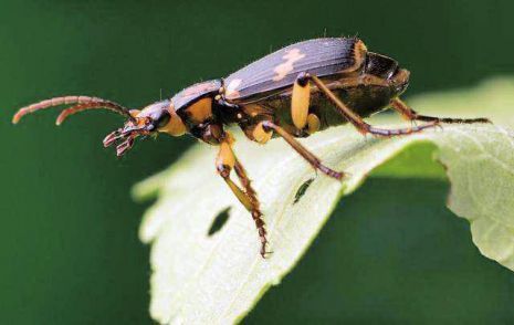 气步甲能喷射出高温度的毒液可达100