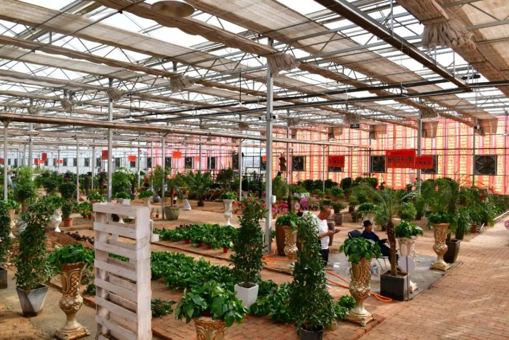 老市场搬迁新市场开建这些花卉乔迁临时新家