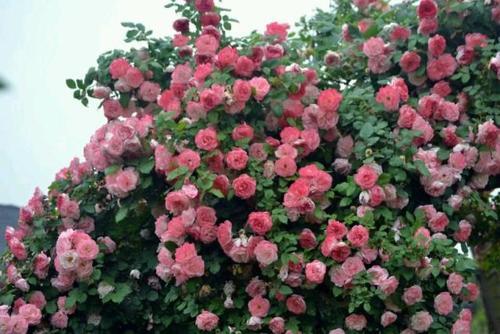不垂头的4种藤本月季花量丰富花期超长值得拥有