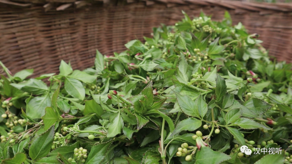 树花菜,赤松茸……佛坪这些山货上市啦!