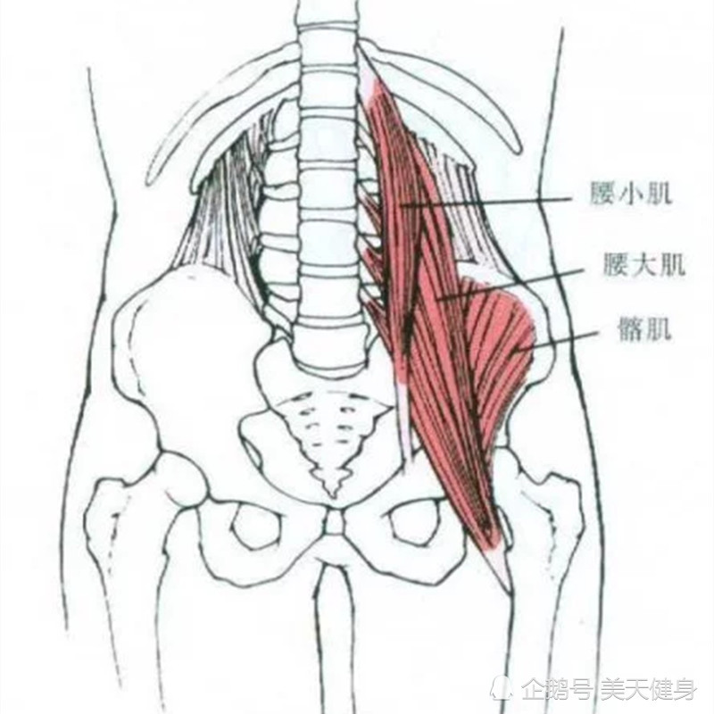 起点:腰大肌起于第12胸椎以及腰椎,髂肌起于髂窝. 止点:股骨小转子.