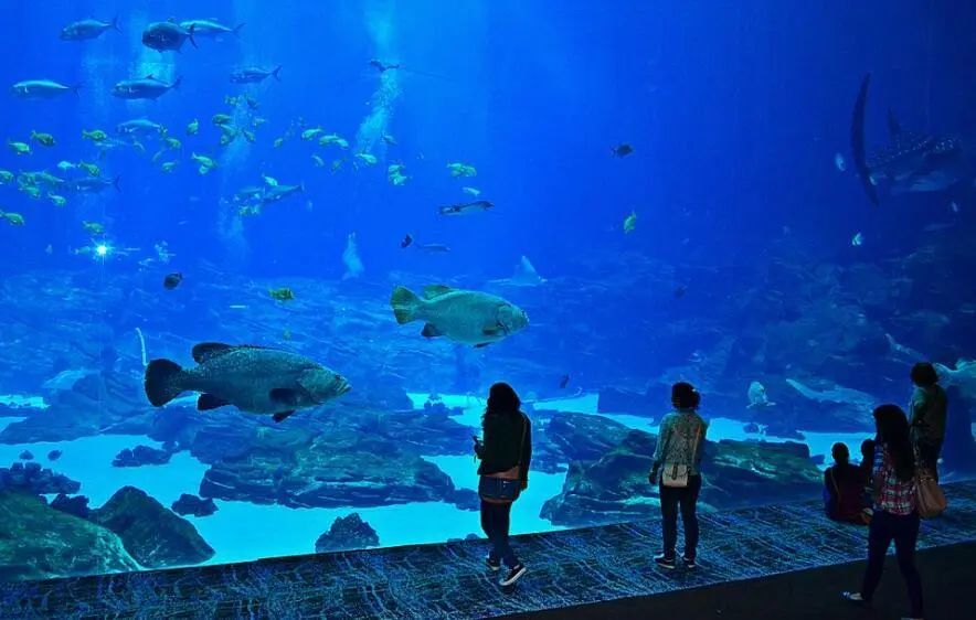 乔治亚水族馆亚特兰大是一座备受喜爱的繁华都市,拥有美丽闪耀的天际