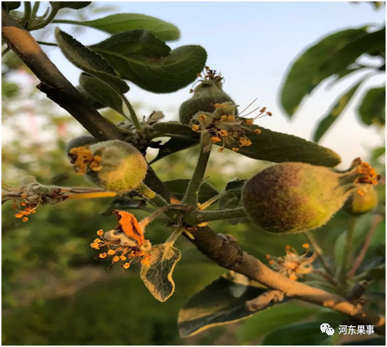 苹果谢花后还有必要追肥吗|追肥|生长调节剂|樱桃|果树|苹果_植物