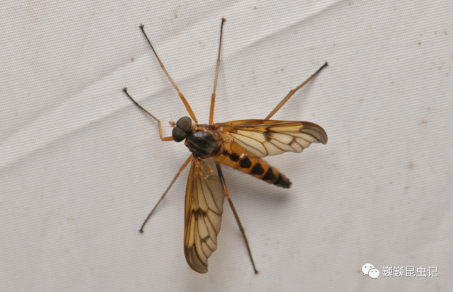 虫谱大观鹬虻科rhagionidae