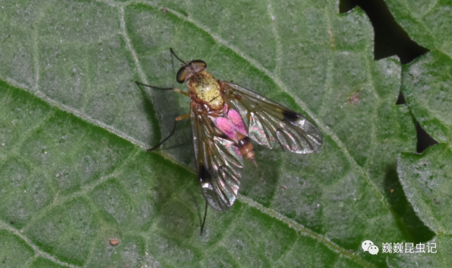 虫谱大观 鹬虻科rhagionidae 郑昱辰 张巍巍