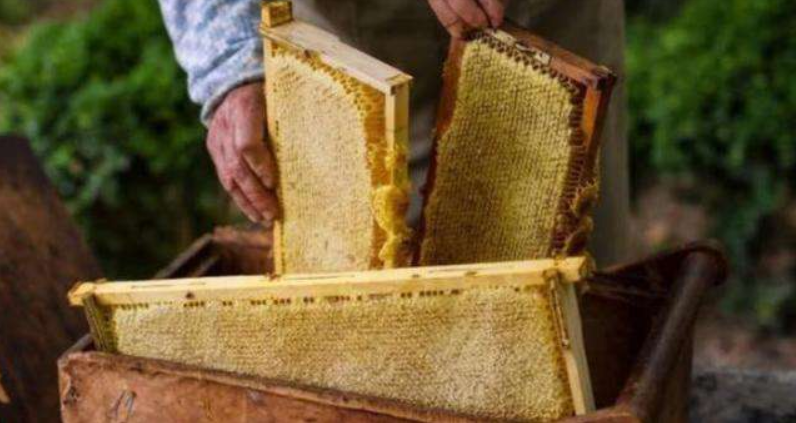 蜜蜂冬季喂糖技巧 蜜蜂冬季喂糖技巧图解