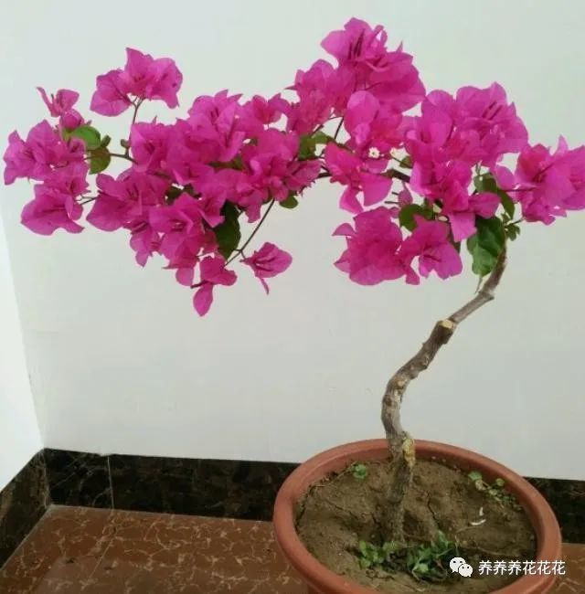 三角梅要换盆,先把"这些事"做好,叶片不脱落,后期更好养