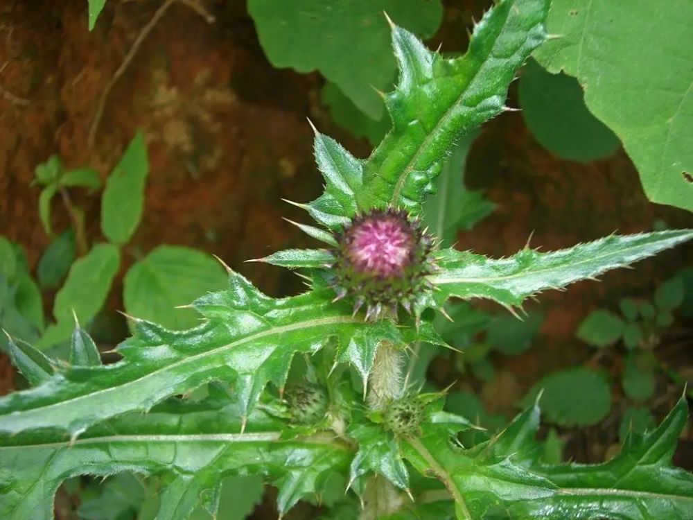 药食同源大小蓟