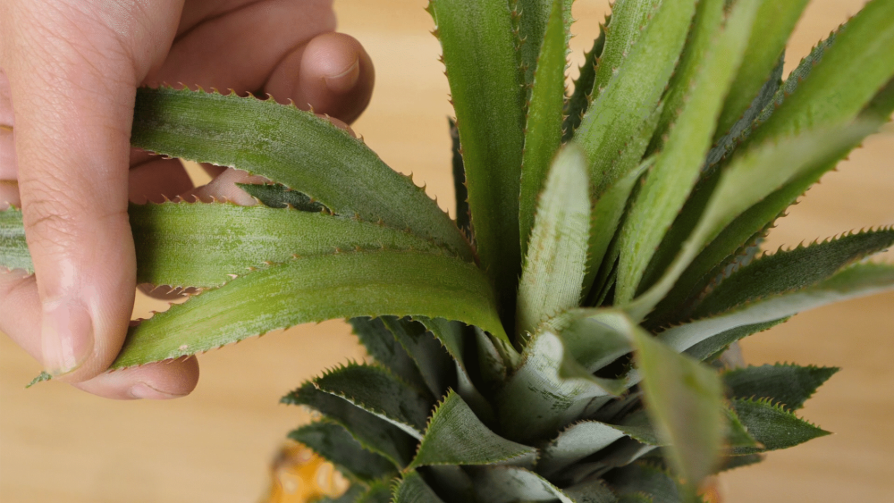 从外观上看,菠萝叶子边缘和表面都有小锯齿