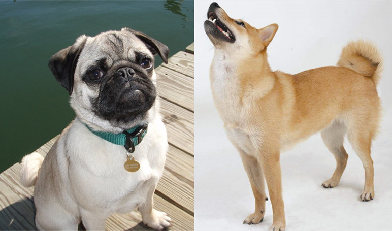 同样是中国本土犬种,为何巴哥犬比中华田园犬更受欢迎?