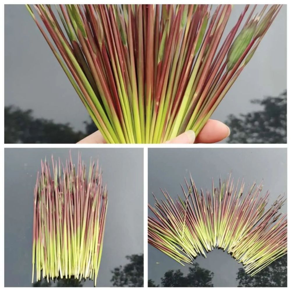 金山这个尖尖的零食你吃过吗河边竟随处可见