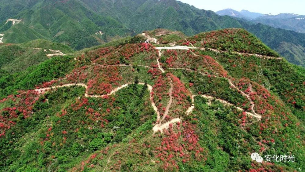 今年的四月:追梦安化梅王寨的扶王山,看那杜鹃花儿朵朵开!