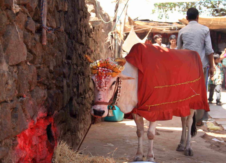 印度神牛身价高达2200万,配一次种5万,每天都要喝威士忌