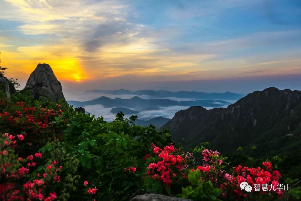 九华山花台景区的杜鹃花盛开啦!