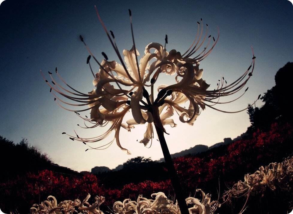 女孩子喜欢彼岸花代表什么(女朋友喜欢彼岸花是什么意思)