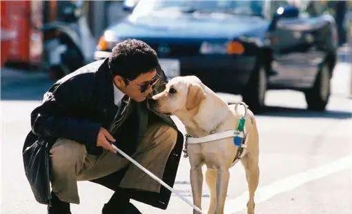 交警扮盲人上公交被拒导盲犬被骂哭