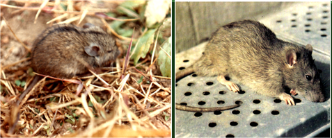 爱国卫生,防疫有我|传染源|流行性出血热