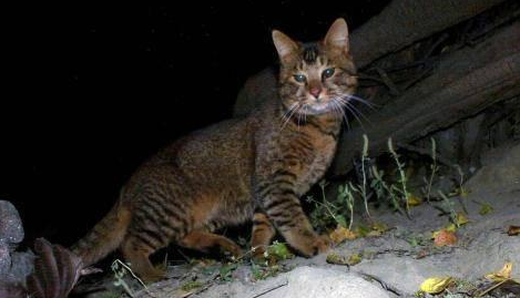 通过对化石的复原,考古学家表示,古猫兽的外型与猫狗有着很大的相似之