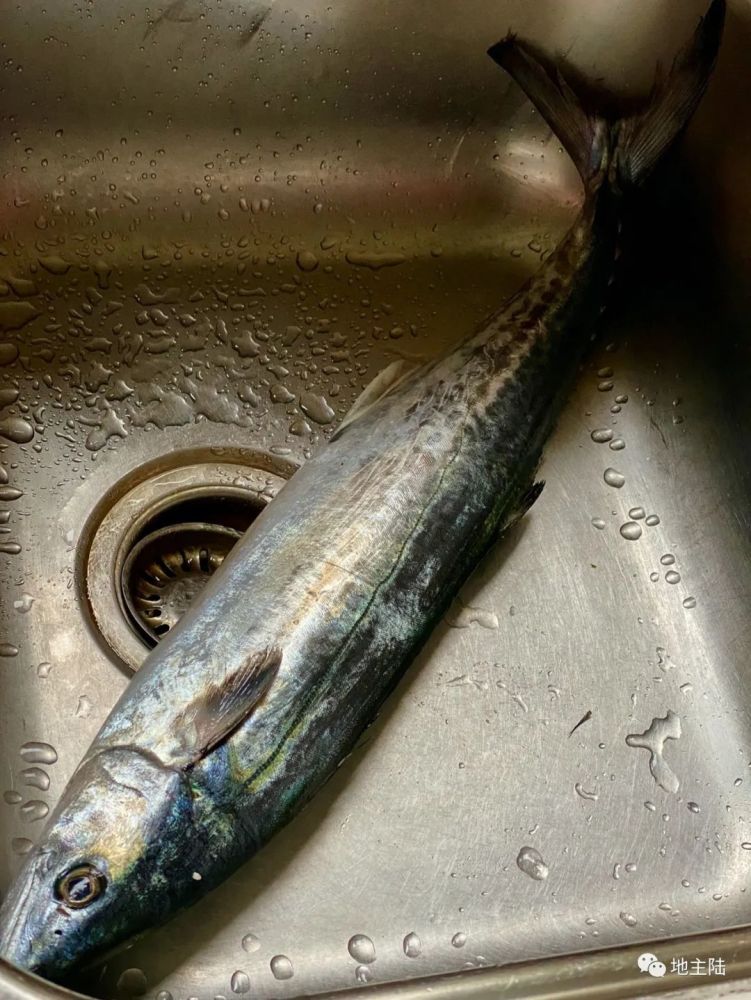 鲅鱼只能包饺子?幼稚