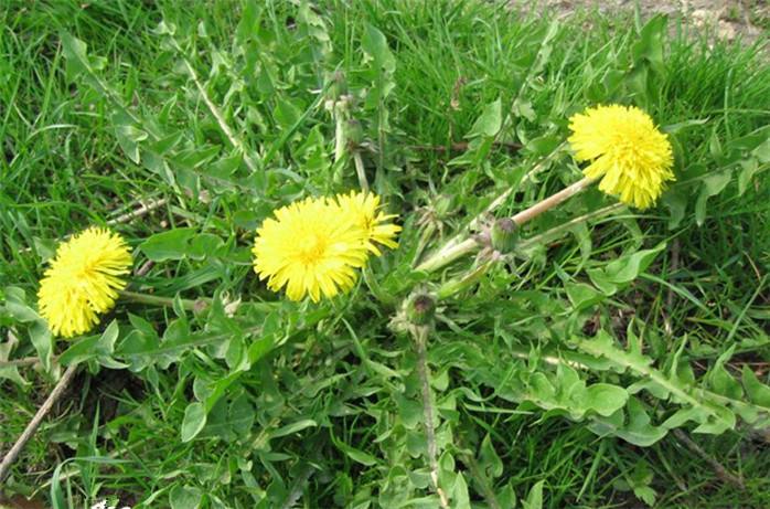 蒲公英是农村常见的野菜,食用方式多样,用它泡茶喝对身体好处多