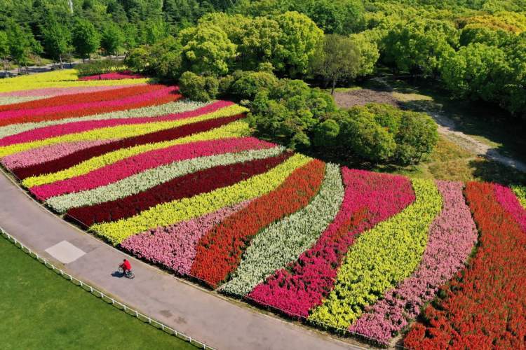 世纪公园15000平方米花海等你来,全新升级打造"七彩花田"宛若彩带